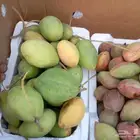 لوز القطيف