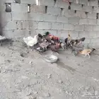 للبيع دجاج بلدي