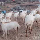 يوجد لدينا ضان رفيديات للبيع العدد 150راس دوافع مضاريع قرايب