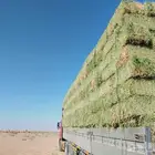 السلام عليكم ورحمة الله وبركاته برسيم صافي واخر مخلوط