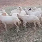 يوجد لدينا ضان رفيديات للبيع العدد 100راس دوافع مضاريع قرايب