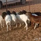 للبيع خرفان هرافي