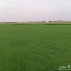 السلام عليكم توريد وتوفير الثيل الطبيعي سي 2000 من ارض المزر