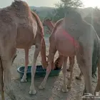 قعدان مستورد صومالي للجمله باسعار ممتازه