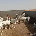 معزا للبيع