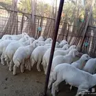 ذبايح حري ماشالله تبارك الله مغلقه عدد19خروف