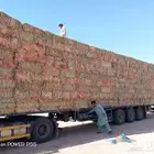 قصب ذرة جيزانية حمراء