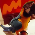 بغبغاء