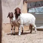 خرفان نعيم للبيع