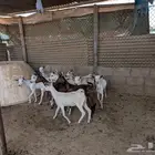 ماعز جنوبي