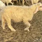 للبيع هرافى خرفان العدد 2 قريبه من الفل ظهر وطرف