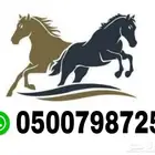 عربة خيل رأسين المنطقة الوسطى وحولهم