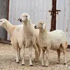 للبيع رخال حري صنف((تم البيع ))