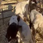 طليان رضايع