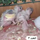 تم البيع