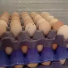 بيض دجاج فرنسي أحمر بيور مخصب