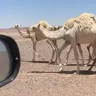 بكره مفروده عليانيه كفو اطيب من الصور