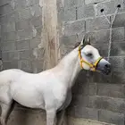 خيل عربي أصيل