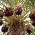 تمور للبيع في النخل
