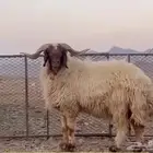 خروف فحل نعيم