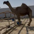 لقحه متلي طيبه ديد شرط وناقه كفو مجهم