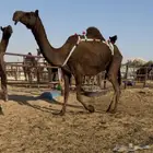 عشراء مجهم كفو