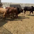 عجول مميزة للملاحم والمطاعم