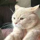 قطط للتبني