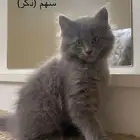 قطط شيرازي