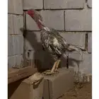 ديك باكستاني مكس شامو ياباني