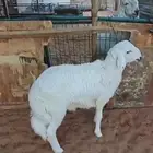 طلي حري مقفل فل شحم و طرف و شعره و لحم موز