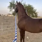 حصان كفو كفو