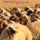 ذبايح للبيع
