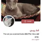قط للبيع 50