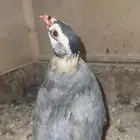 جوز حجل العمر 7 اشهر