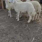 طليان حريه شحم وصحه