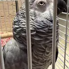 ببغاء كاسكو