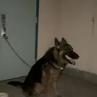 كلب جيرمين للبيع