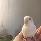 فرخ روز البينو مفطوم و اليف جدااا تم البيع