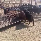 معزة عوارض