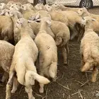 طليان ورخال حريه سمان ماشاء الله للمناسبات