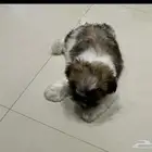 اريد كلبة تشبه هذي الي بالصورة