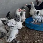 برهما