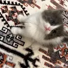 قطط لتبني عمرهم شهر ونص عددهم 5