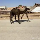 عشرا مكسب على ولدها