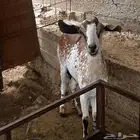 عنز حليب