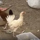 دجاج بلدي مشروع بياض