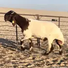 طلي صنف فاخر ومعرف