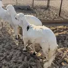 سواكن جذعان مقفله شحم مرابي ونظاف