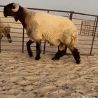 جذع صنف فاخر